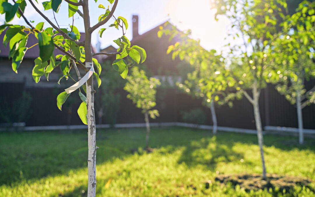 Choose the Perfect Trees for Your Yard