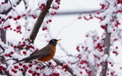 Careful Planning Can Mean Your Winter Garden Blooms