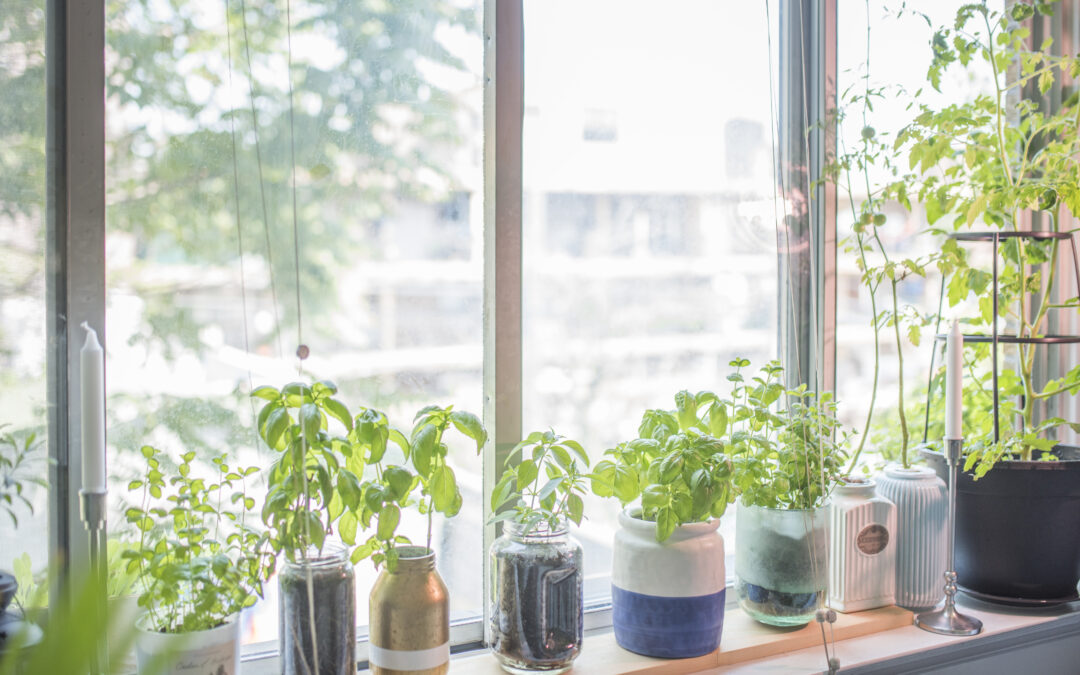 Let an Indoor Herb Garden Get You through the Winter