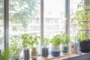 indoor-herb-garden-scaled