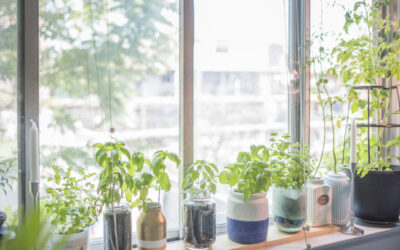 Let an Indoor Herb Garden Get You through the Winter