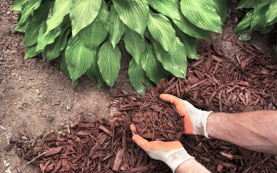 Mulch: Why It’s Important and How To Do It Right