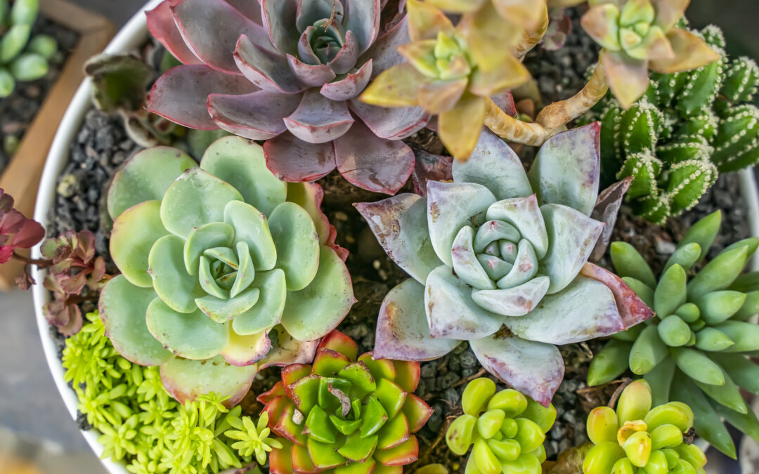 Succulents Are the Perfect Plant for Indoor and Outdoor Gardens