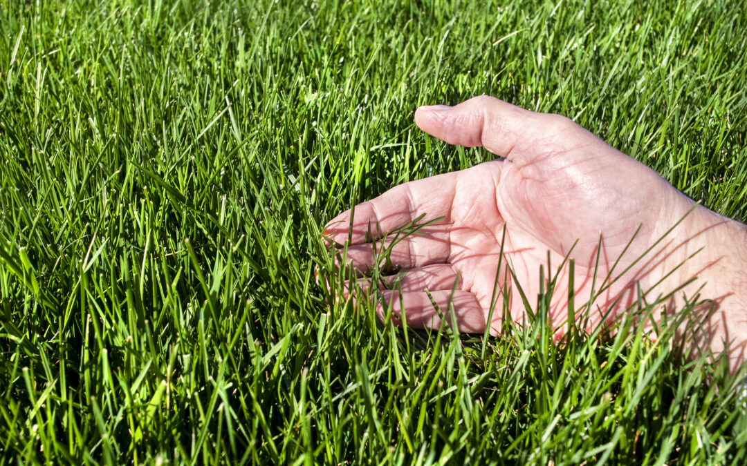 How to Choose the Right Grass for a Beautiful Lawn