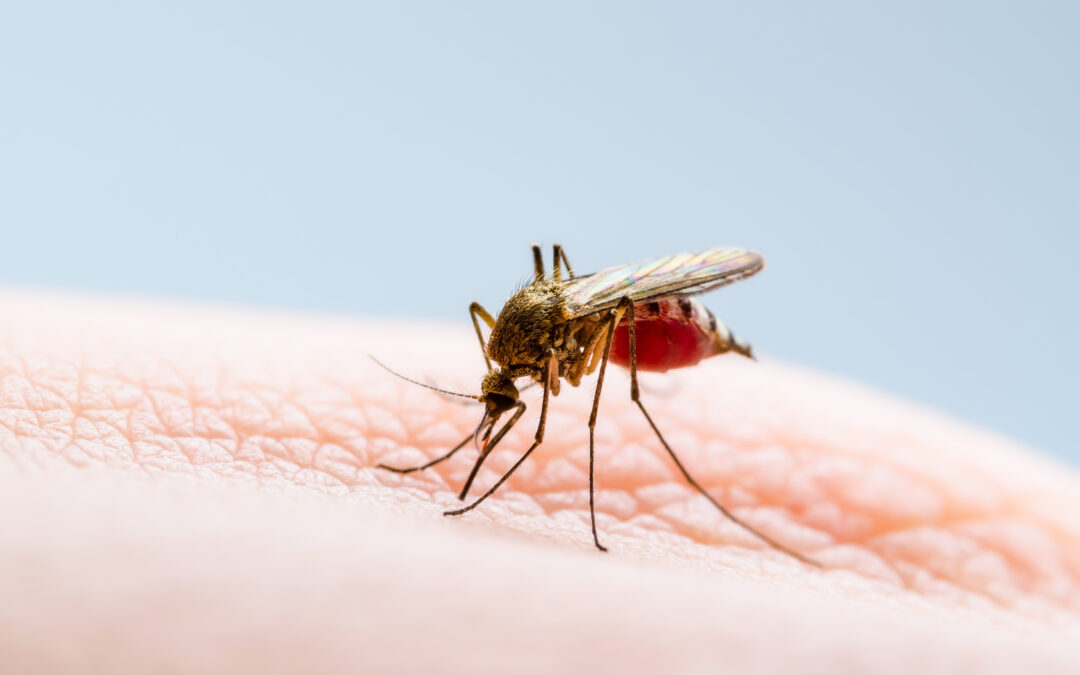 5 Best Mosquito Repellents