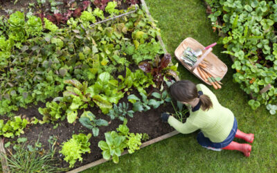 Raised Garden Beds in Indiana