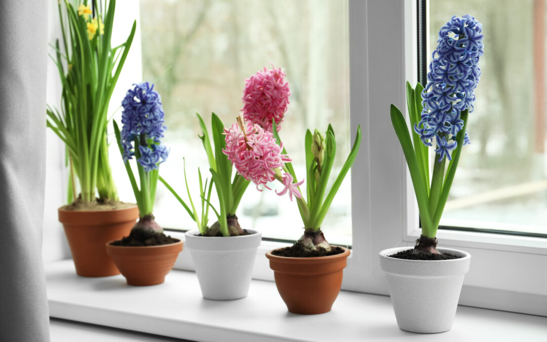 Forcing Bulbs to Bloom During Winter Brightens Up Your Home