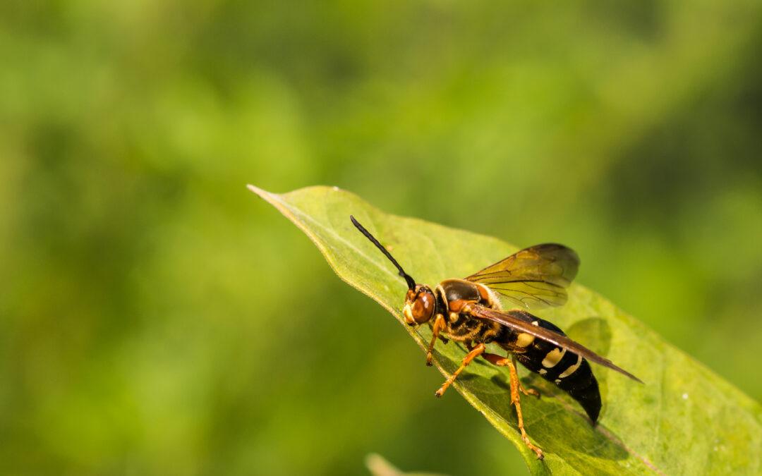 Cicada Killer Wasps Are Here! Don’t Panic!