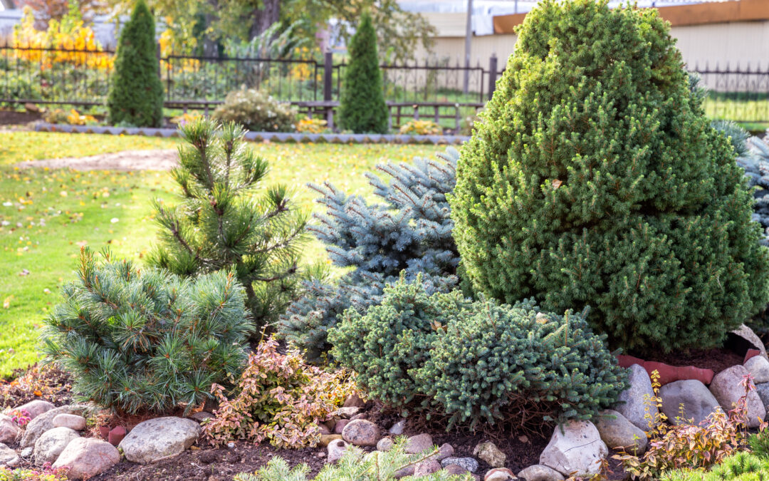 What Are the Best Evergreens for Landscapes?